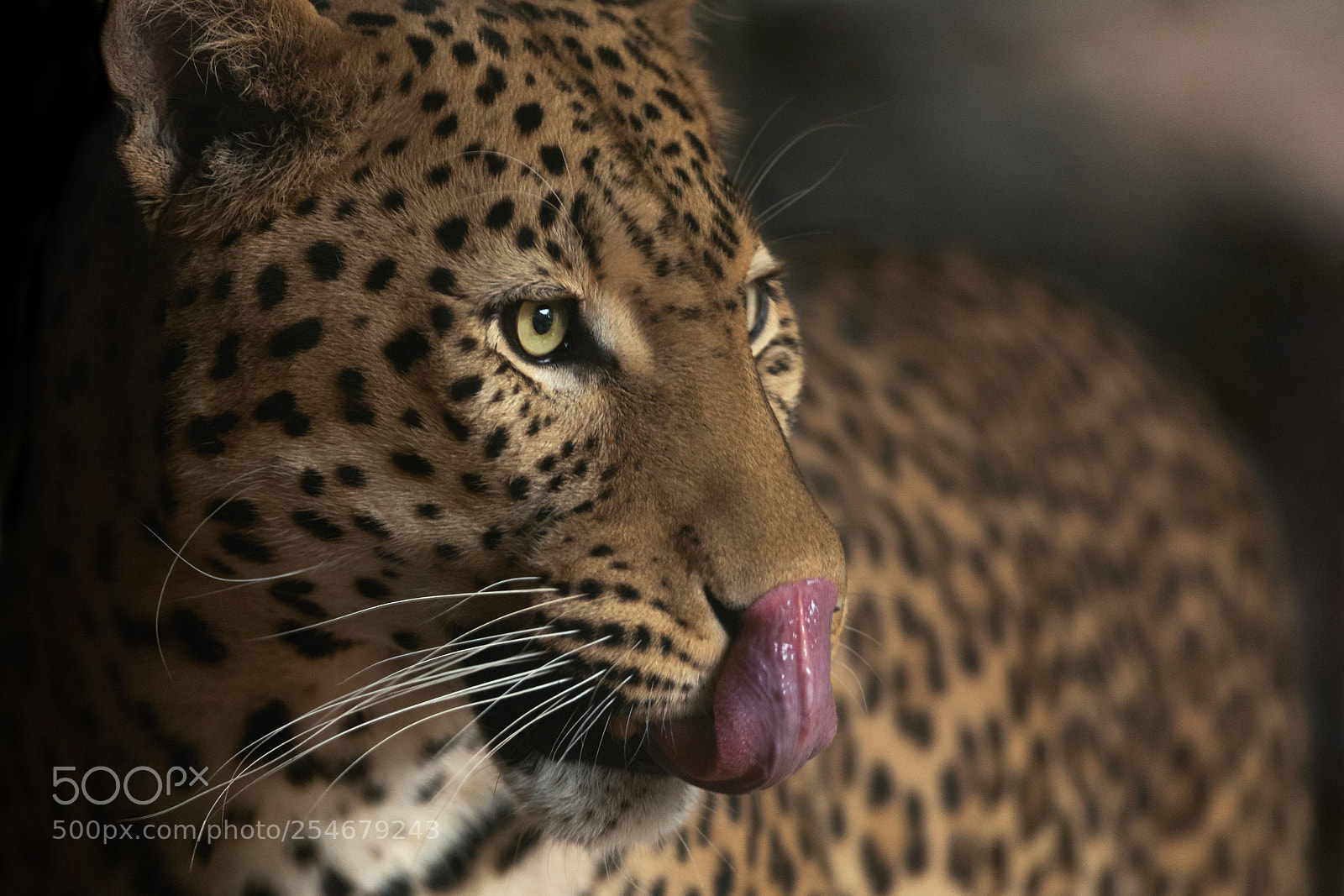 Nikon D750 sample photo. Leopard licking its nose photography