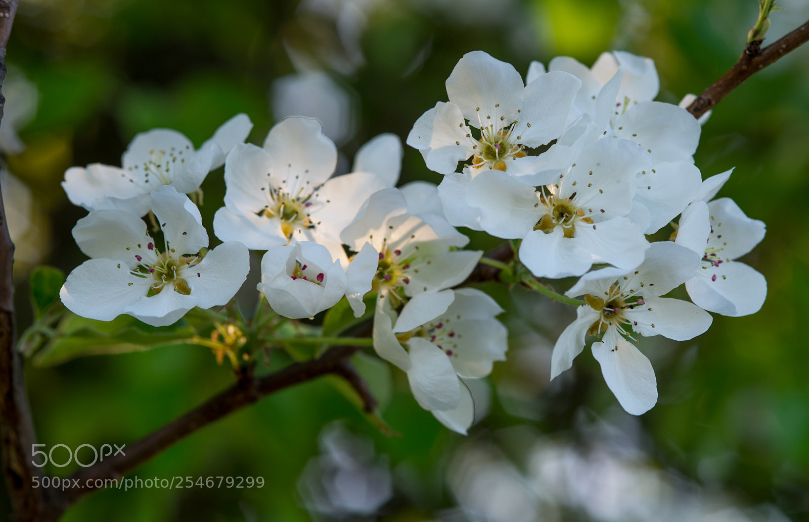 Nikon D600 sample photo. Bloosom on cerry tree photography