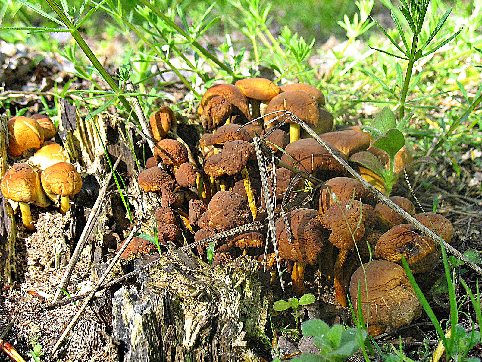Canon EOS 1200D (EOS Rebel T5 / EOS Kiss X70 / EOS Hi) sample photo. Family of mushrooms... photography