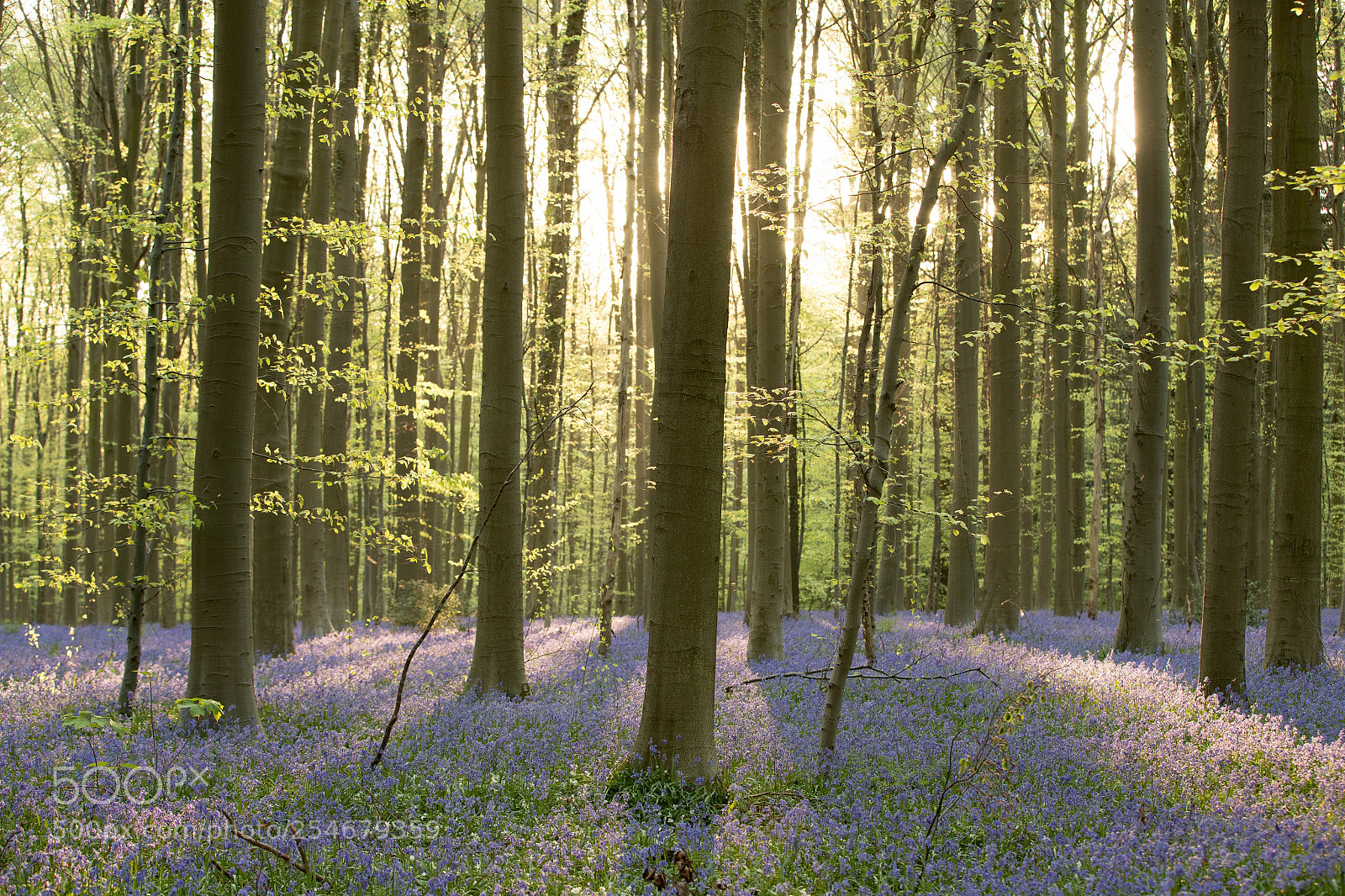 Canon EOS-1D X Mark II sample photo. Hallerbos 2 photography