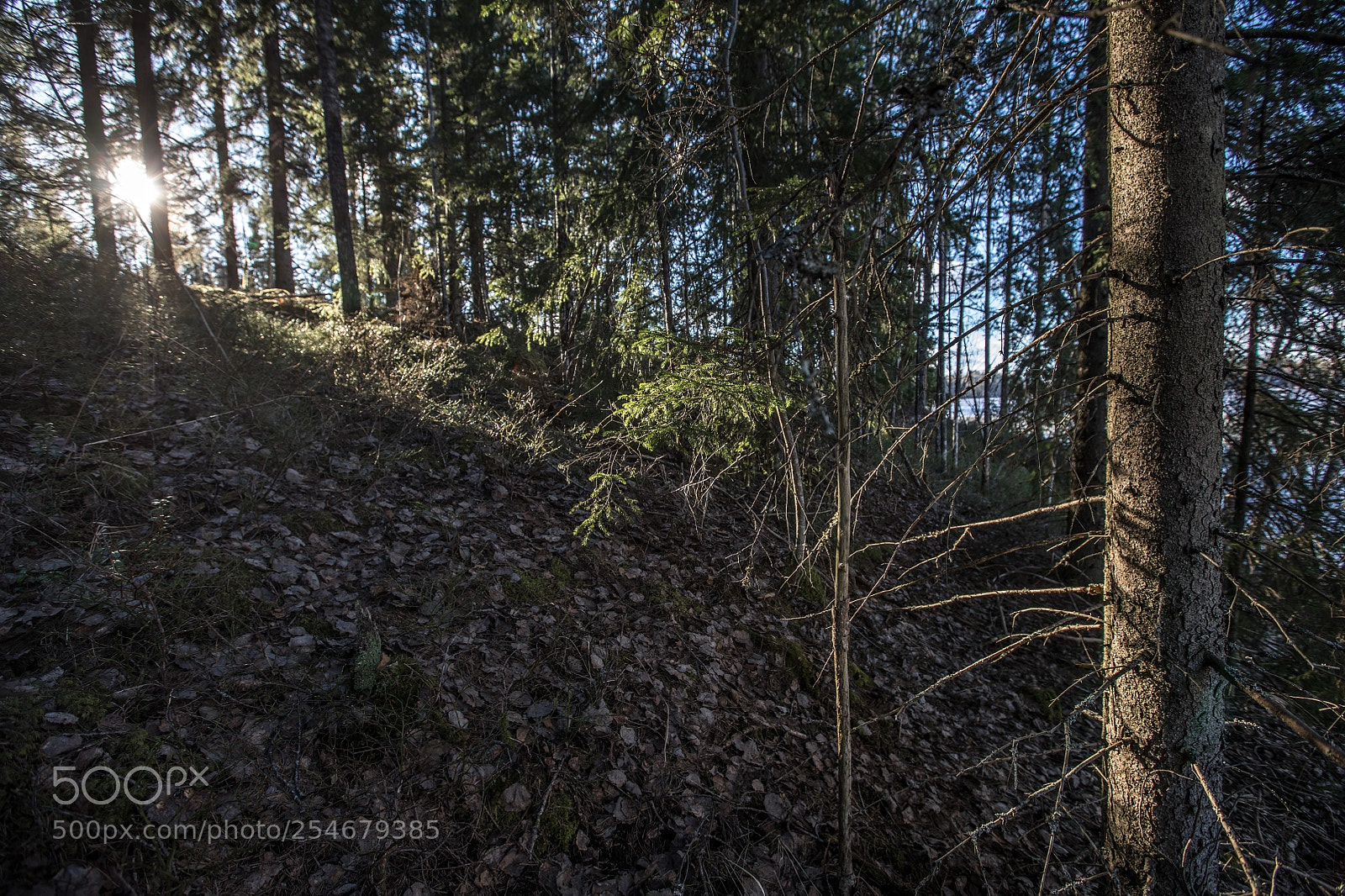 Canon EOS 5D Mark IV sample photo. Forest light photography