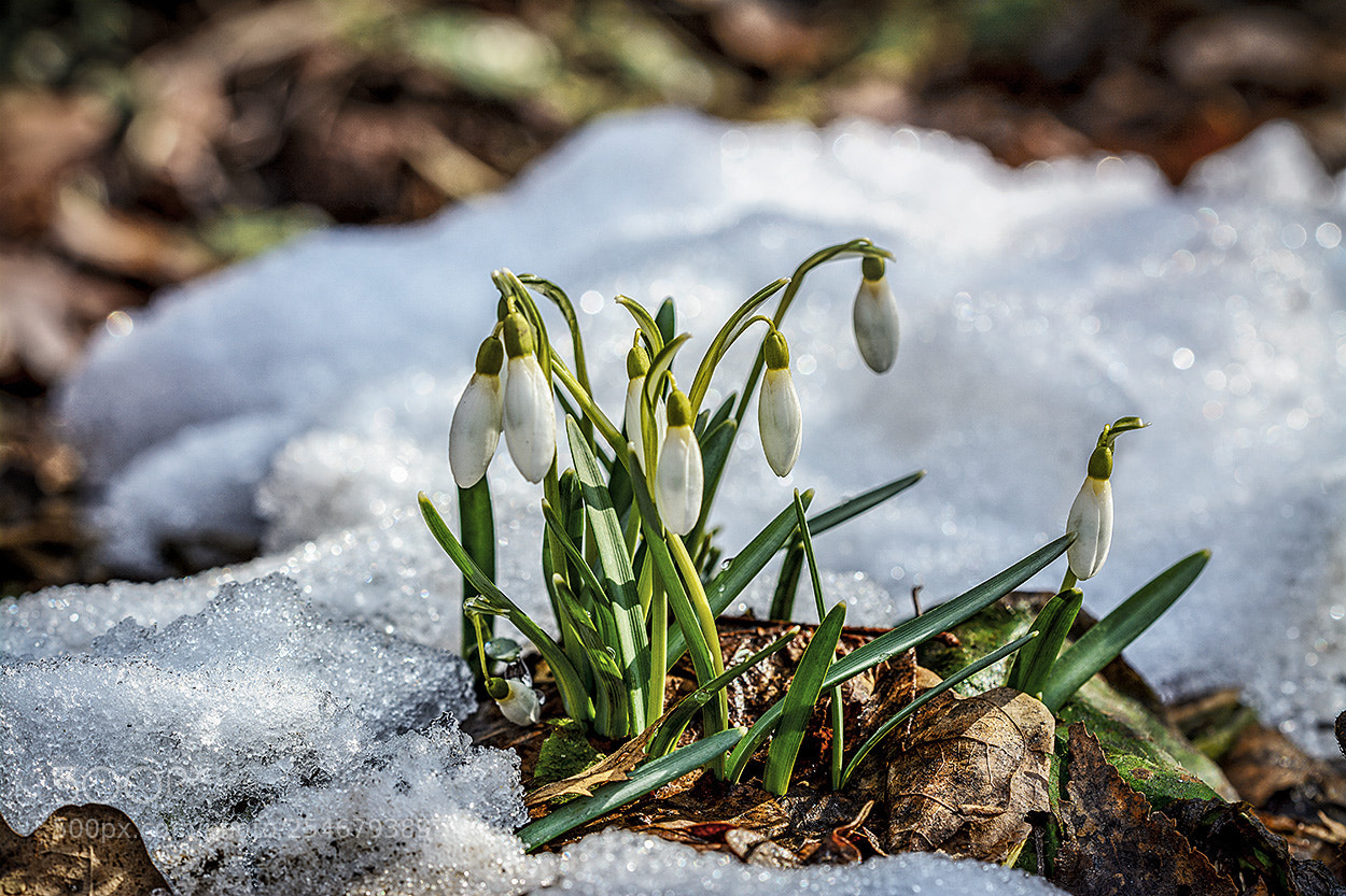 Nikon D7100 sample photo. Первые цветы. photography