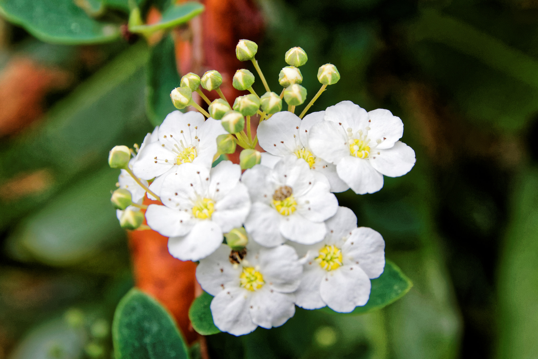 Sigma 17-70mm F2.8-4 DC Macro OS HSM sample photo. Fleurs de buisson photography