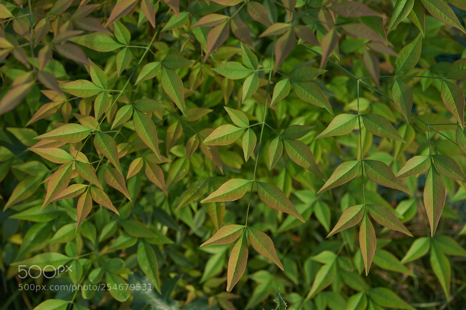 Sony a7 sample photo. Leaves 958 photography