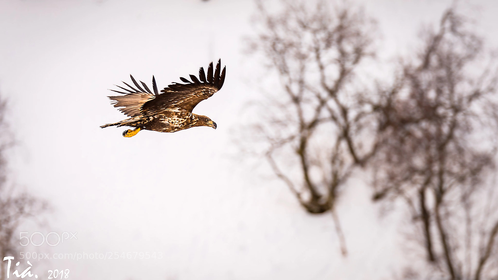 Nikon D810 sample photo. Aguila photography