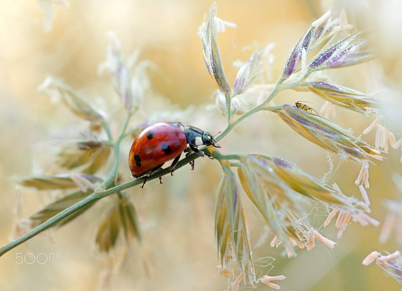 Nikon AF Micro-Nikkor 60mm F2.8D sample photo. Nowhere to run photography