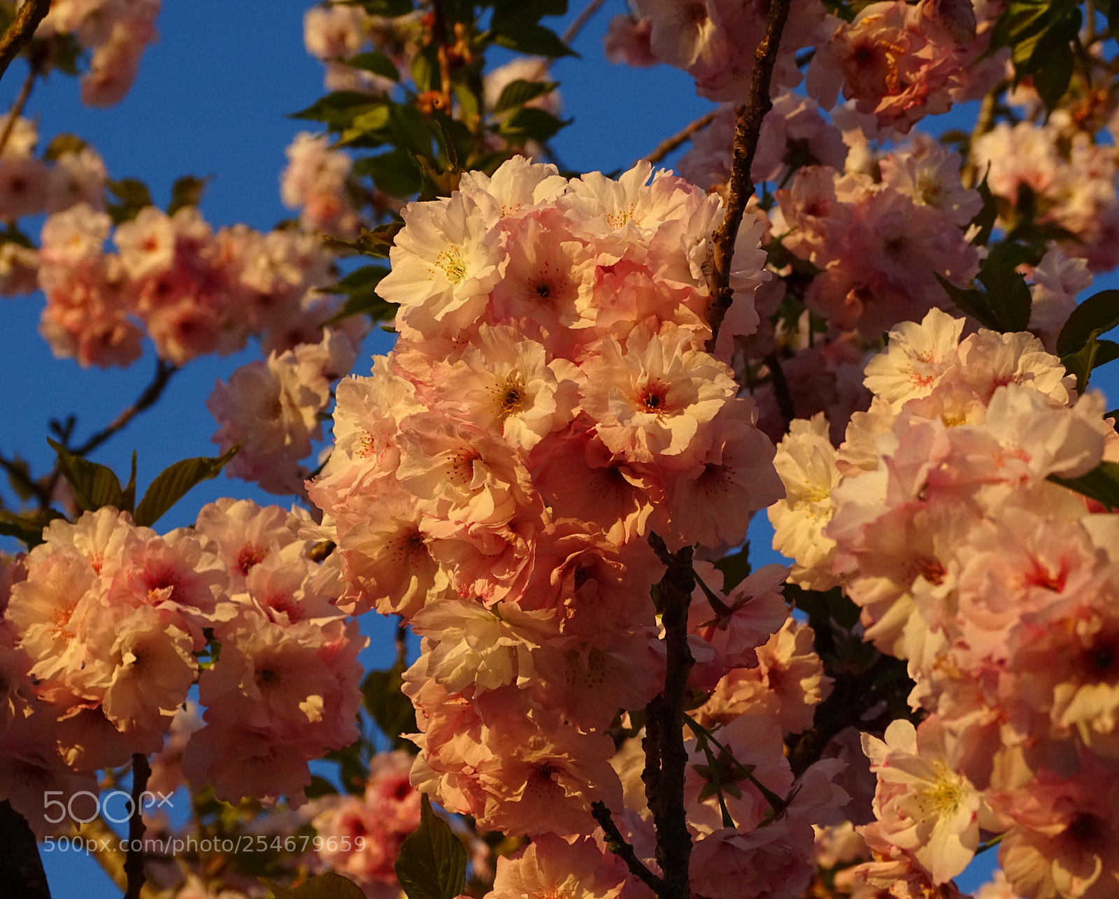 Sony Cyber-shot DSC-HX400V sample photo. Zierkirsche im abendlicht photography