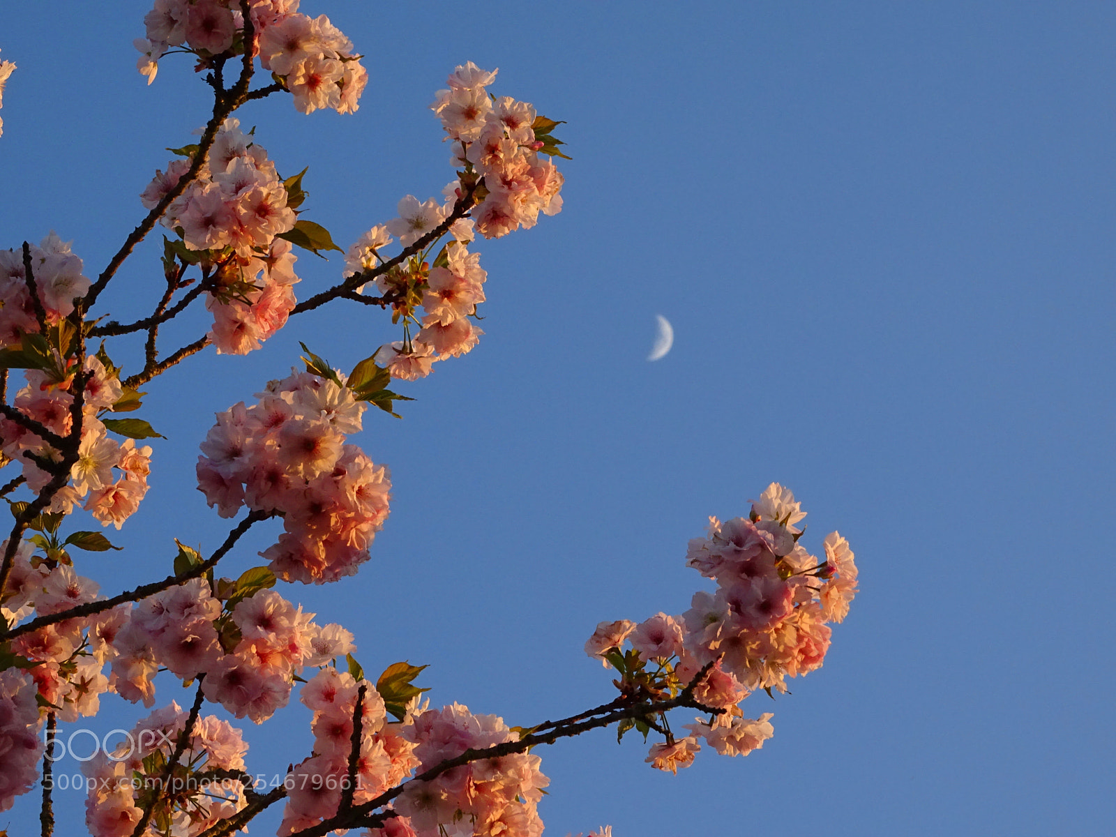 Sony Cyber-shot DSC-HX400V sample photo. Es war als h photography