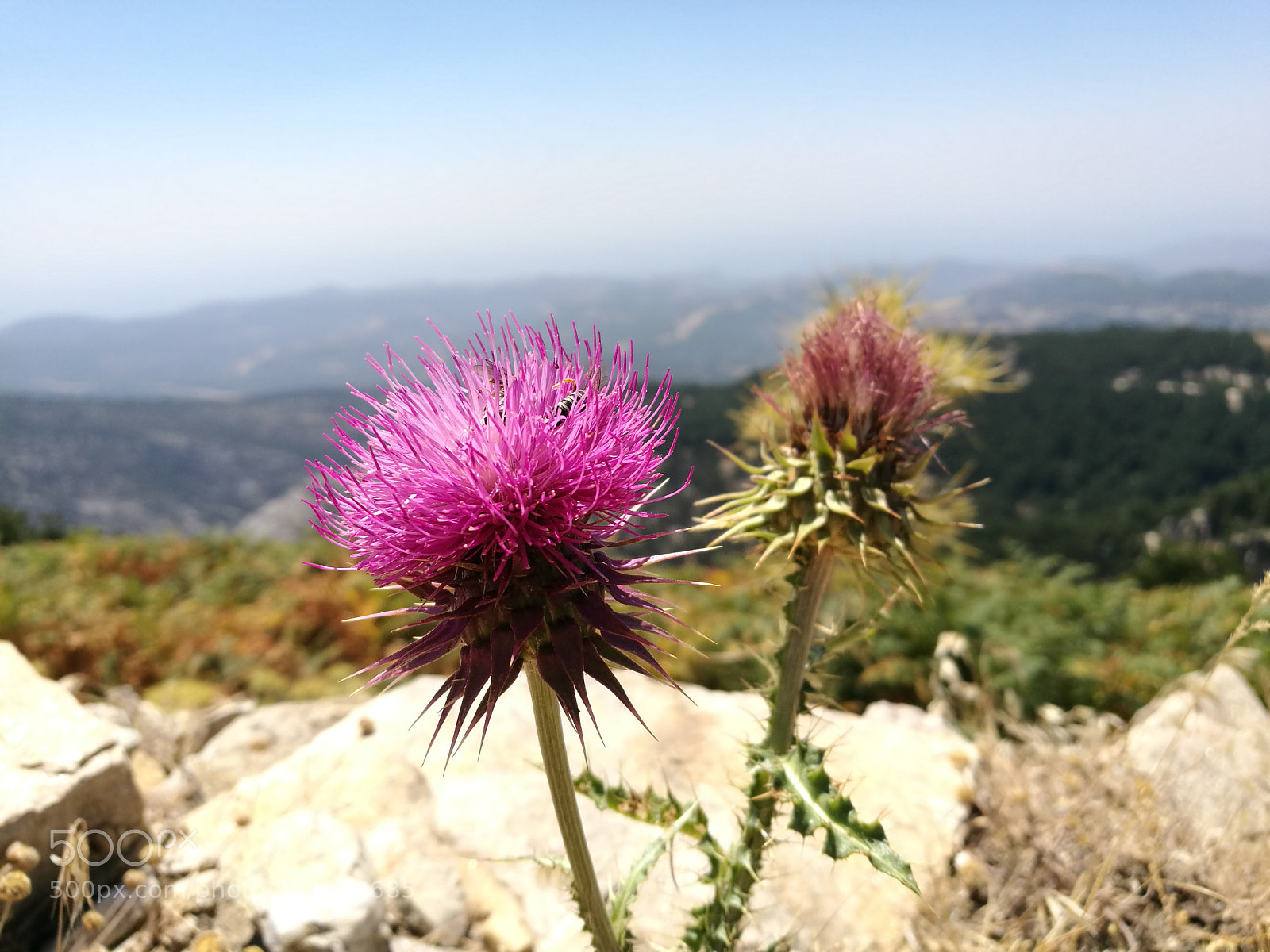 HUAWEI P9 sample photo. Bees on ipsarion thassos photography