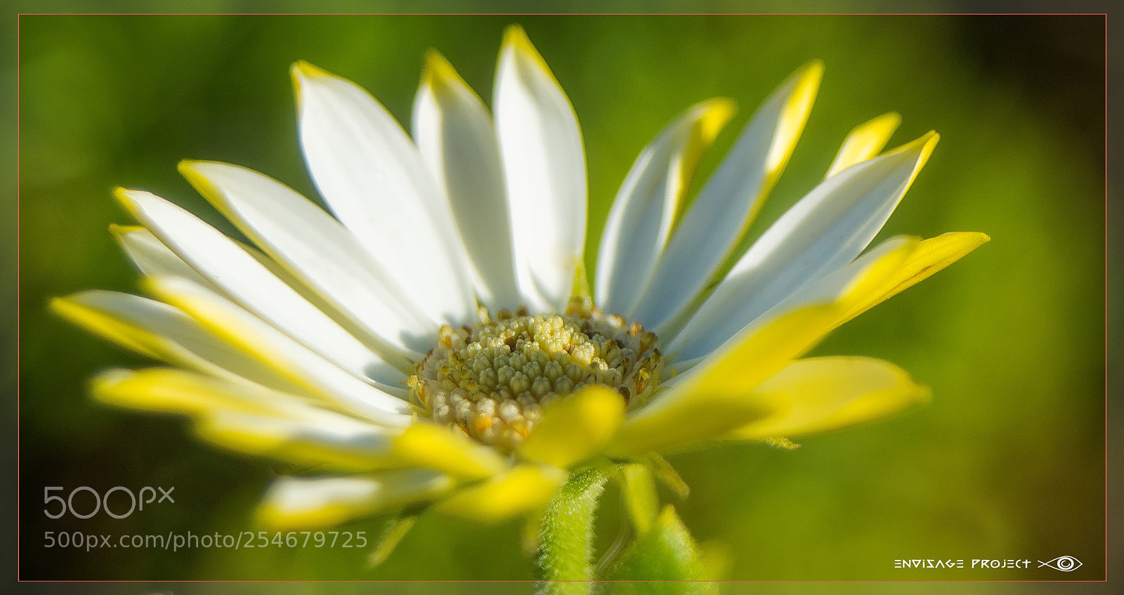 Sony a7R sample photo. Lemon yellow daisy photography
