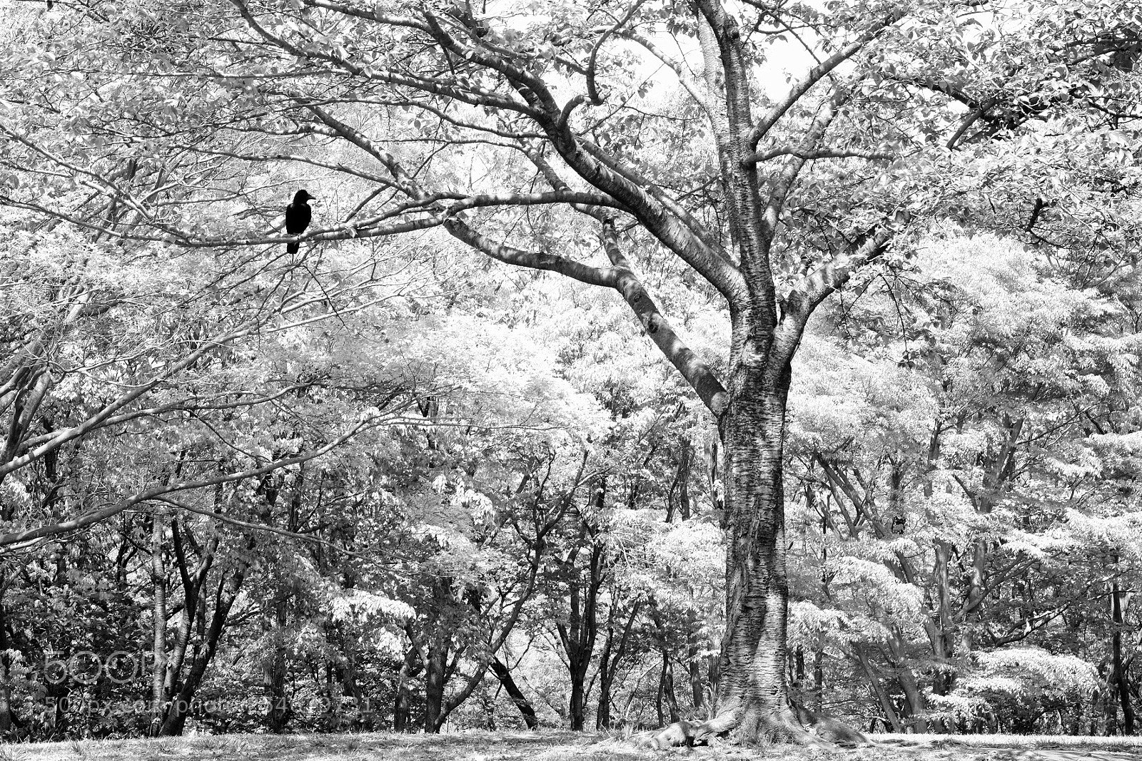 Fujifilm X-E2 sample photo. Forest photography