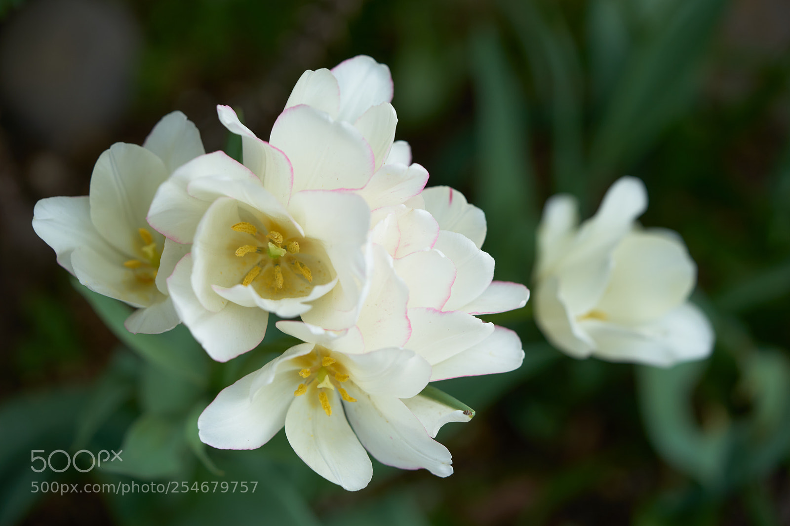 Sony a7 sample photo. Flowers 6449 photography