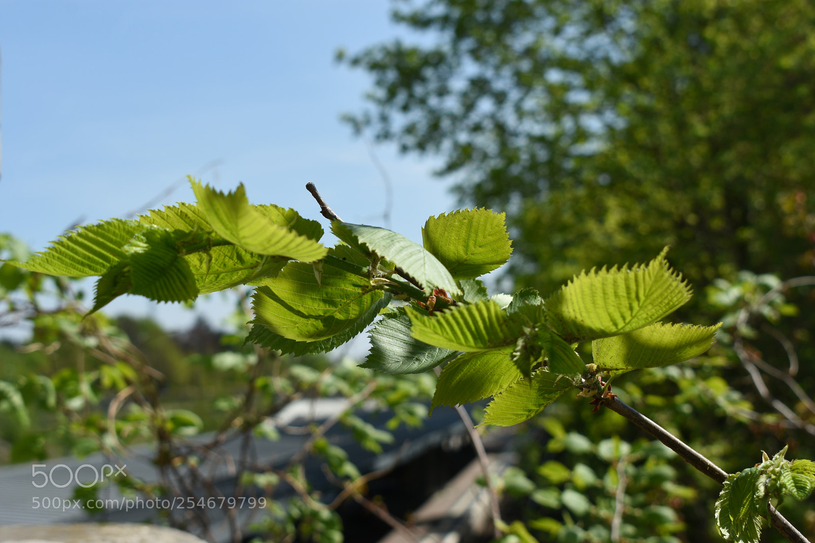 Nikon D3400 sample photo. Indigo photography