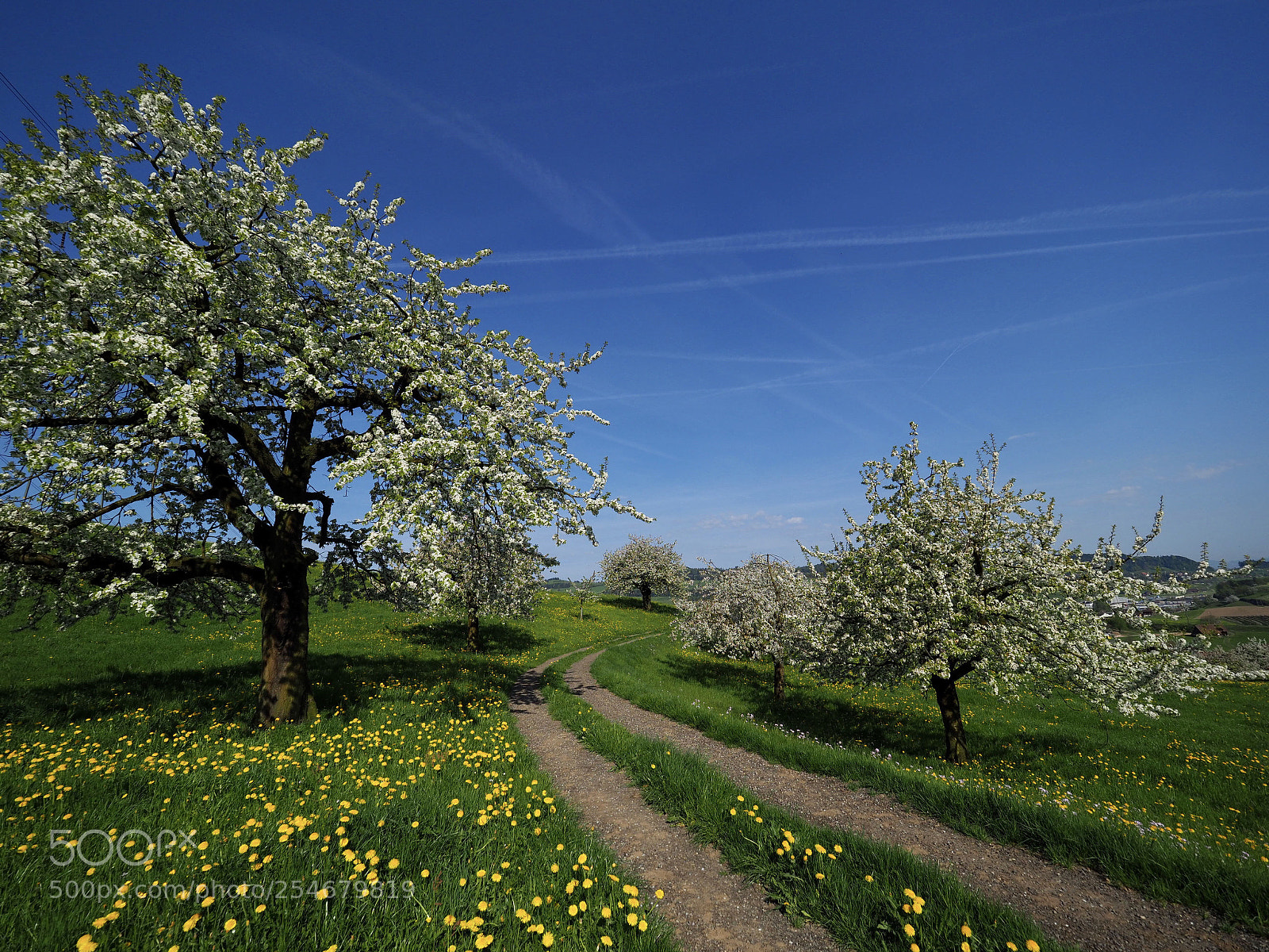 Olympus OM-D E-M1 Mark II sample photo. Fruit trees abloom photography