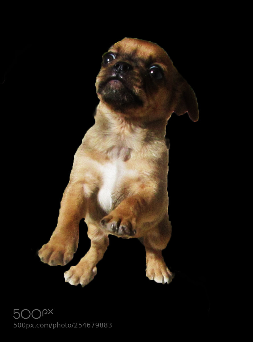 Canon PowerShot SX410 IS sample photo. Pug puppy jump photography