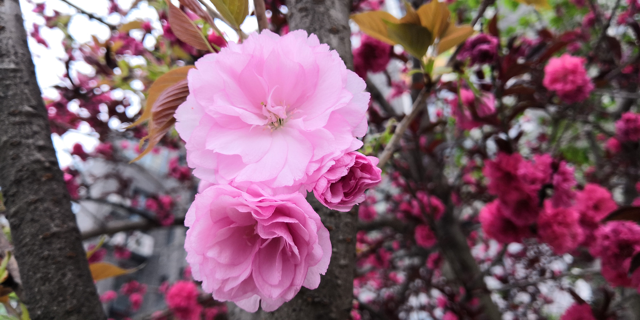 HUAWEI Honor V10 sample photo