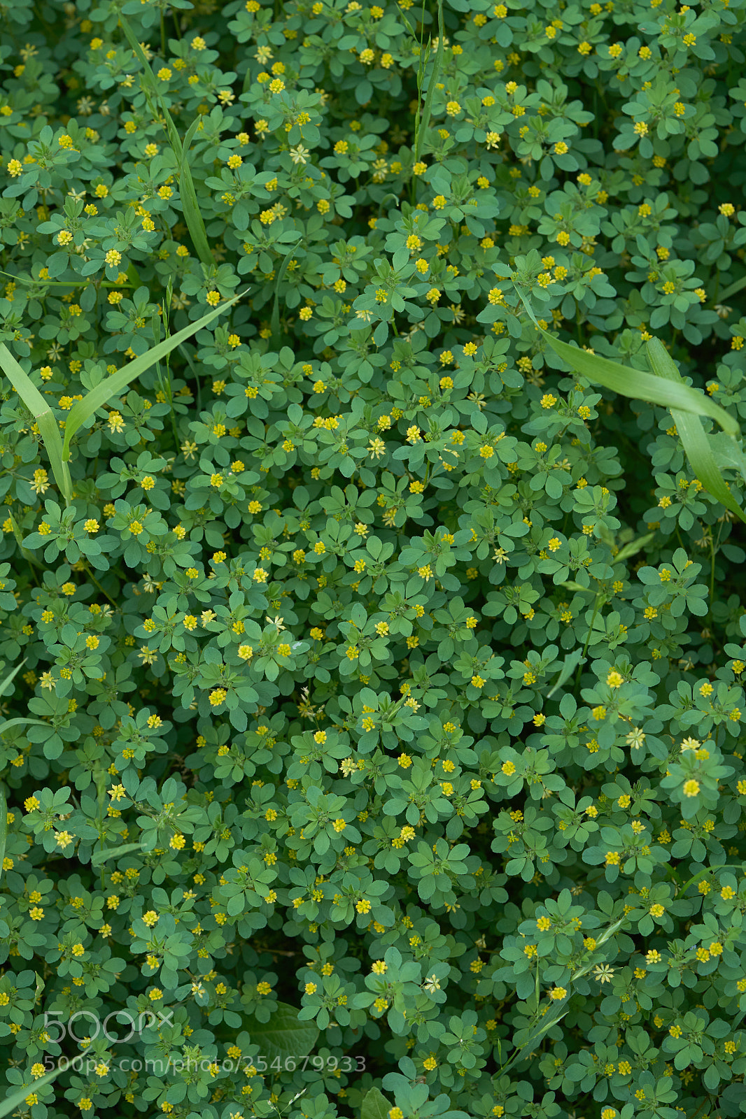 Sony a7 sample photo. Flowers 6451 photography