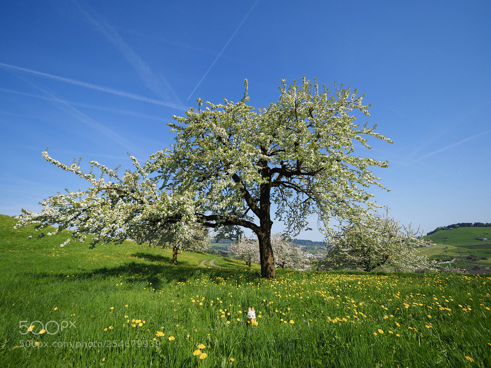 Olympus OM-D E-M1 Mark II sample photo. Power tree photography