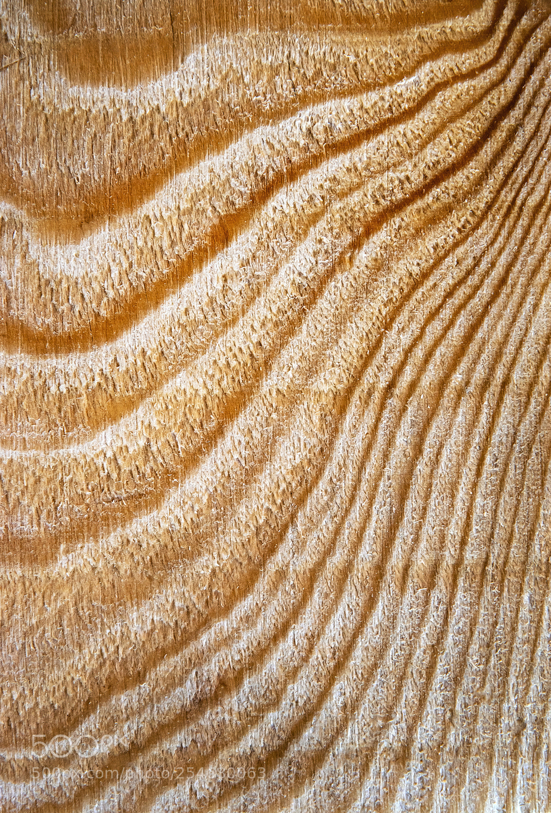 Nikon D5500 sample photo. Abstract detail on spruce photography