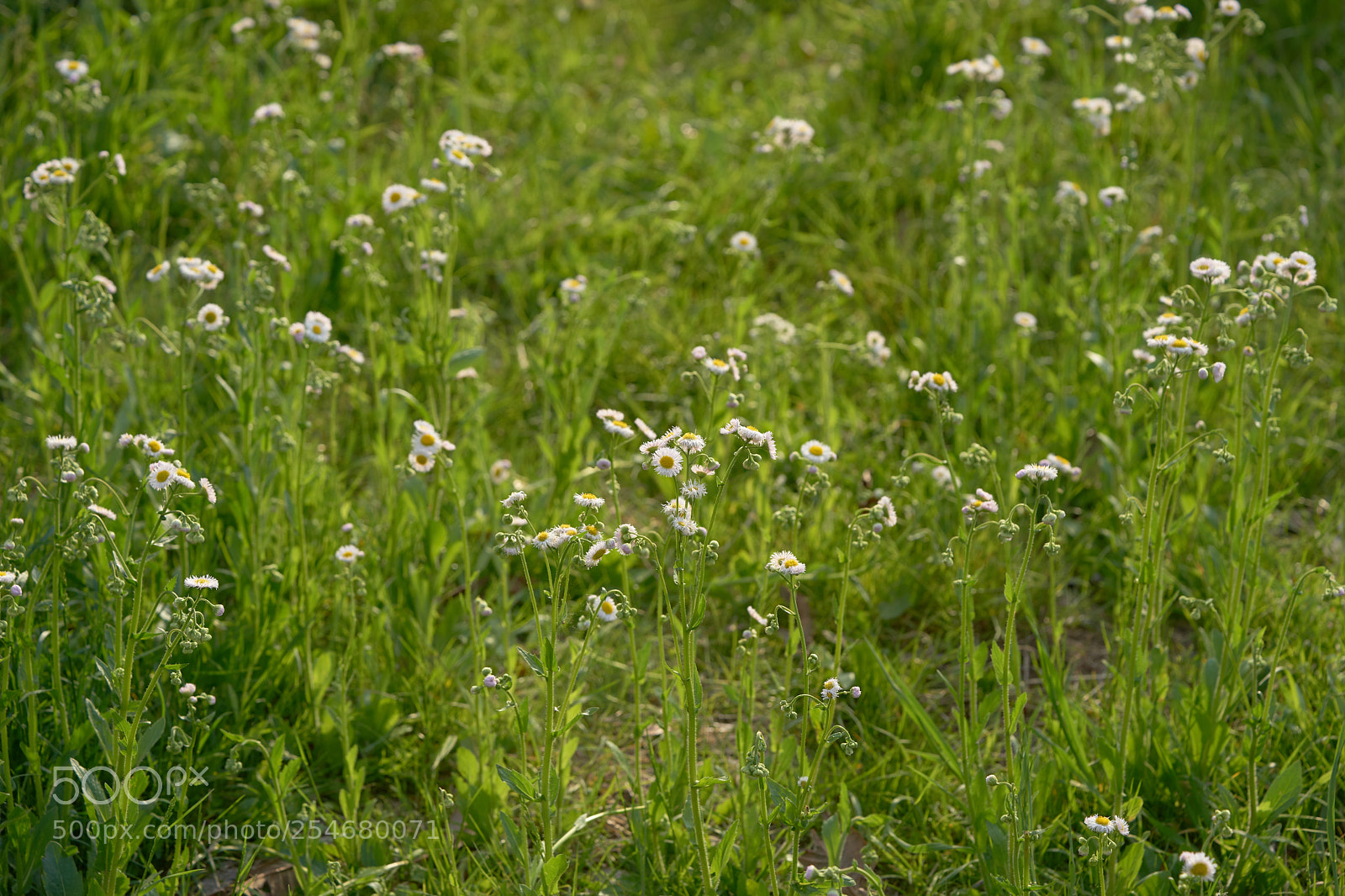 Sony a7 sample photo. Flowers 6452 photography