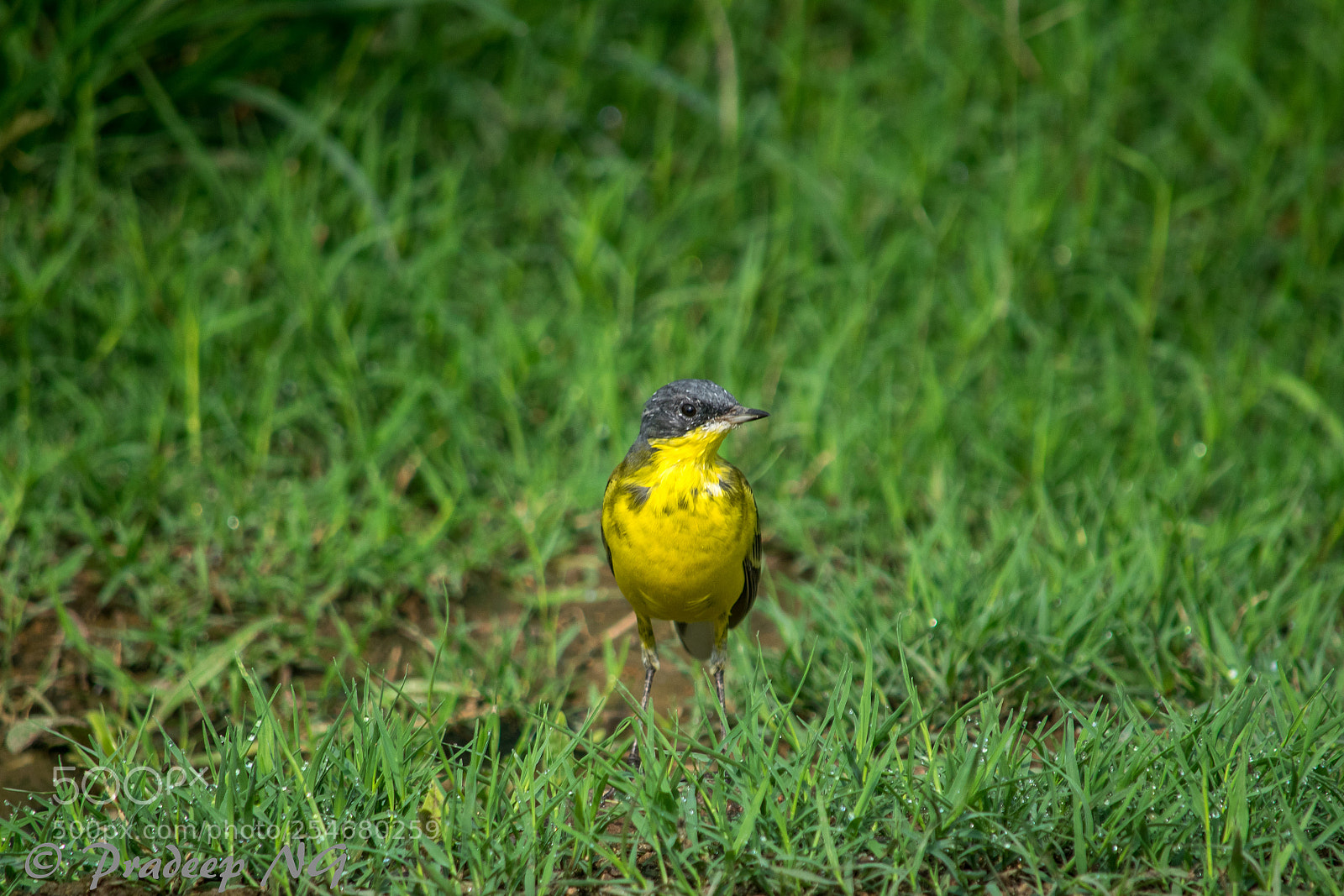Nikon D3300 sample photo. Yellow wagtail photography