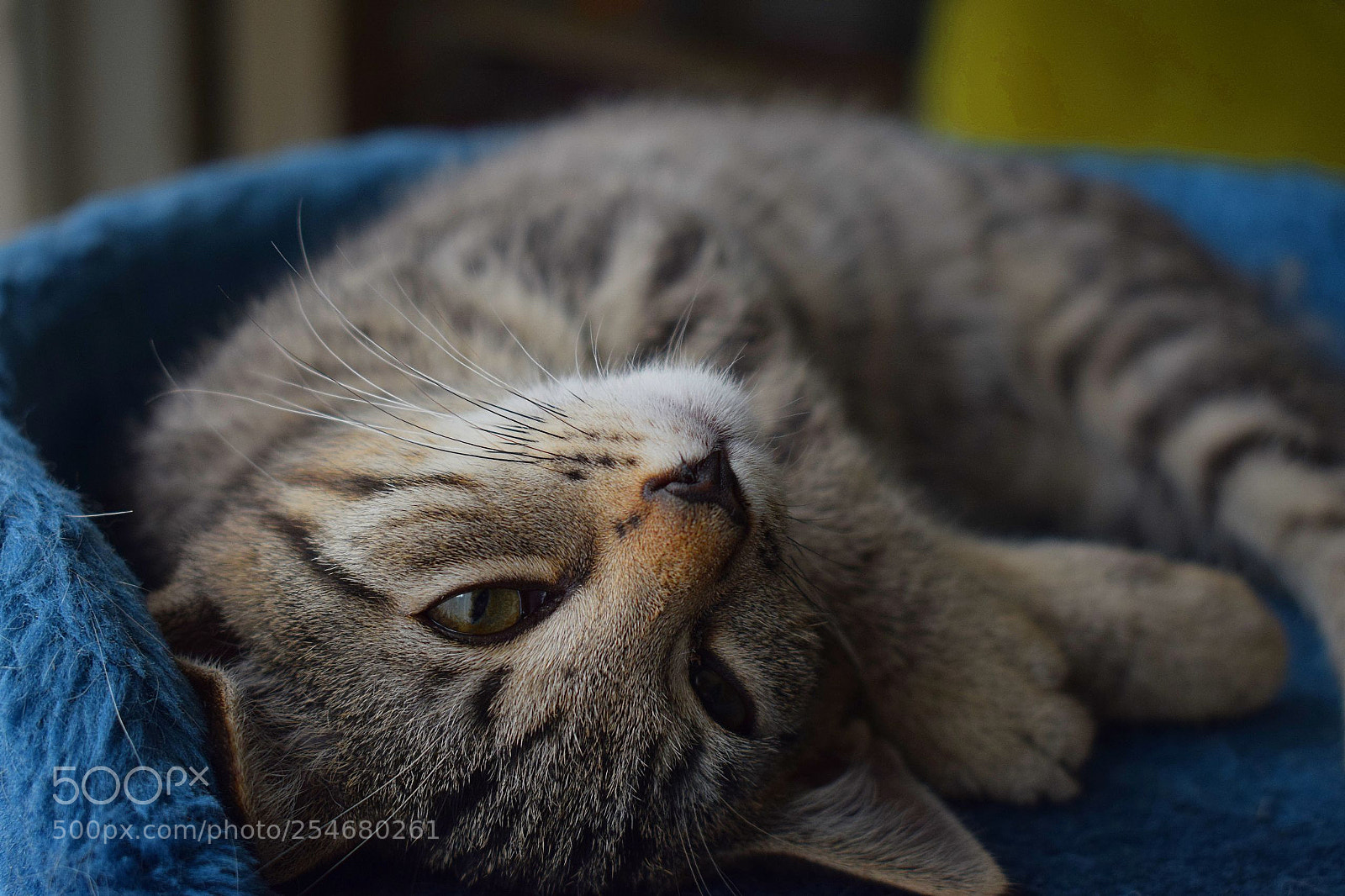 Nikon D3300 sample photo. Enjoying the sun photography