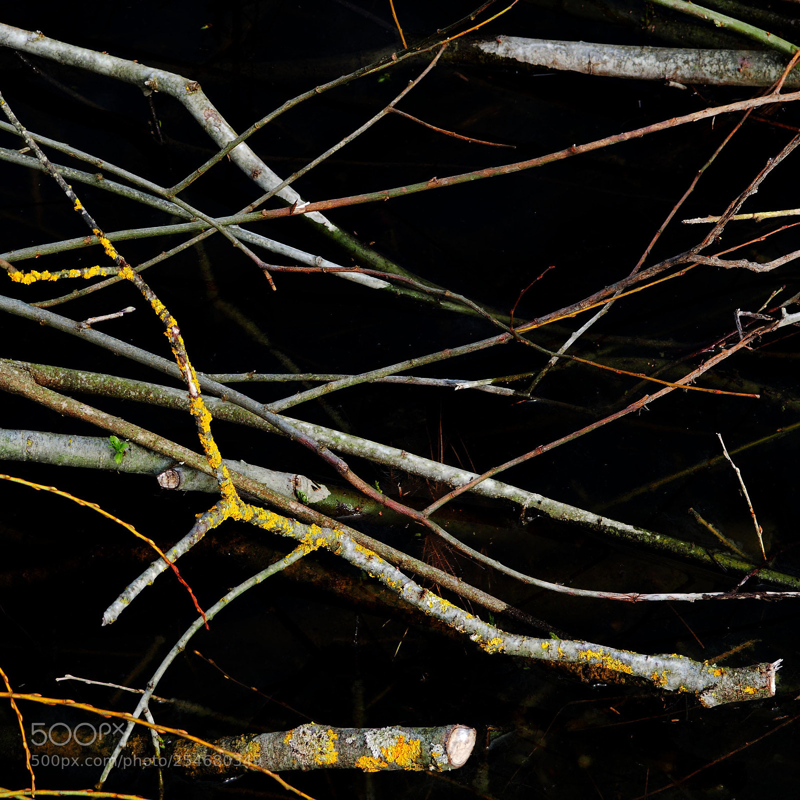 Olympus OM-D E-M10 sample photo. Twigs in the light photography