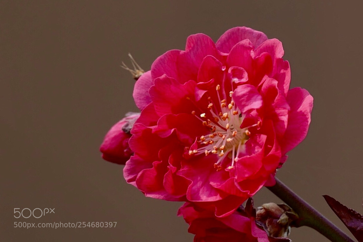 Leica SL (Typ 601) sample photo. Untitled photography