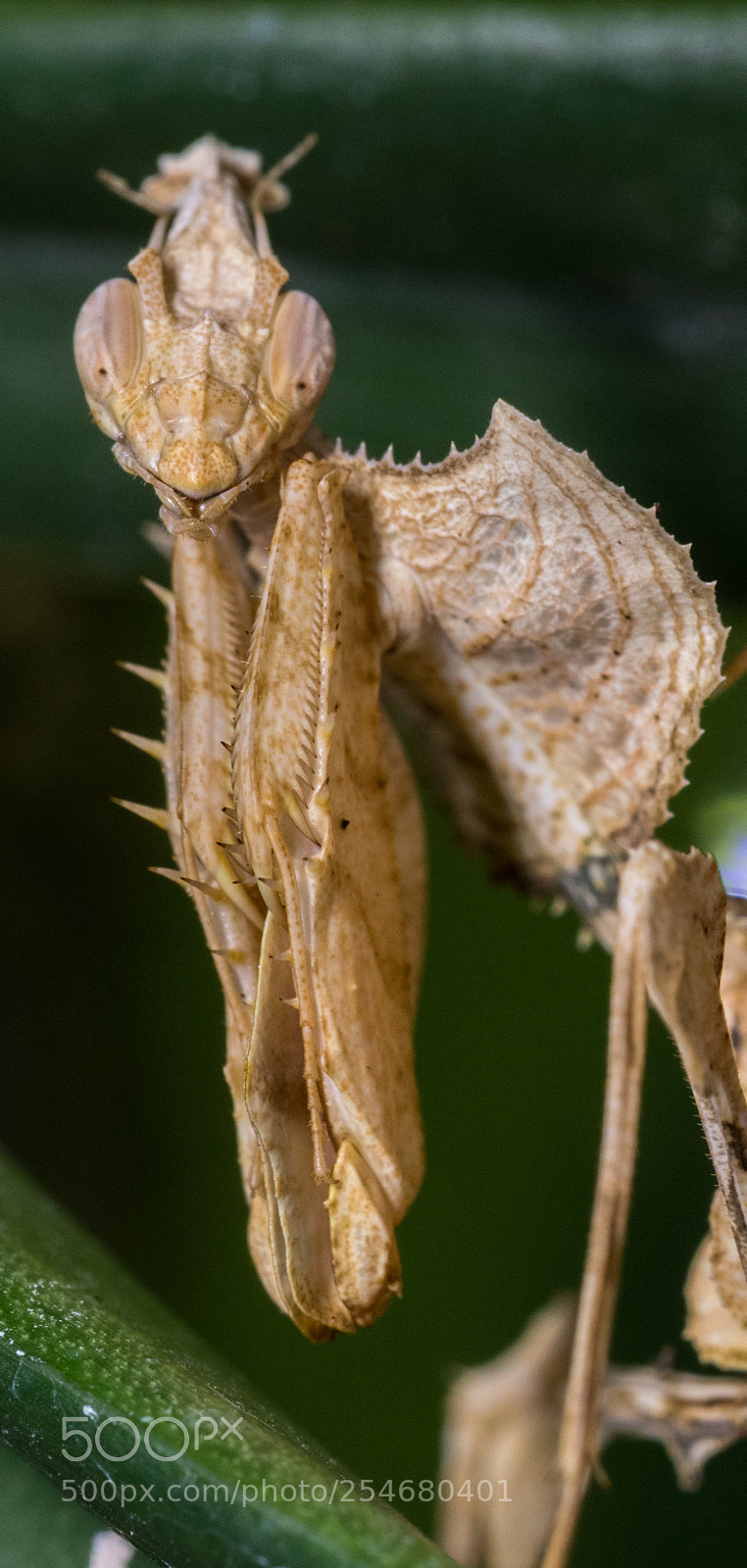 Canon EOS 5D Mark IV sample photo. Idolomantis photography