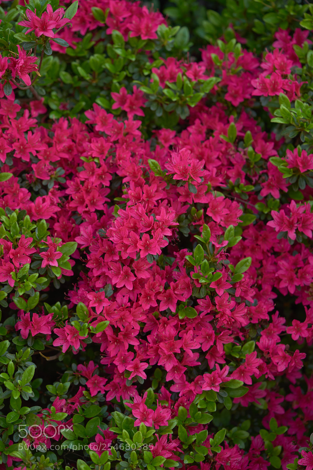 Sony a7 sample photo. Flowers 6455 photography