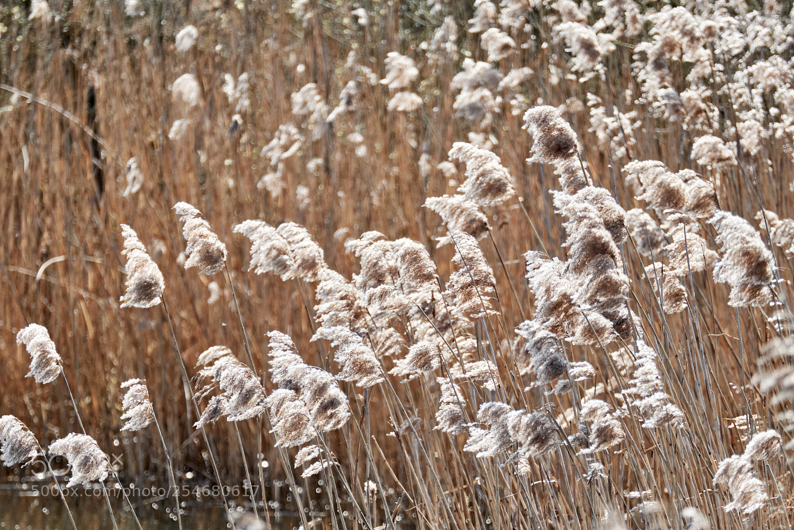 Fujifilm X-T2 sample photo. Silence photography