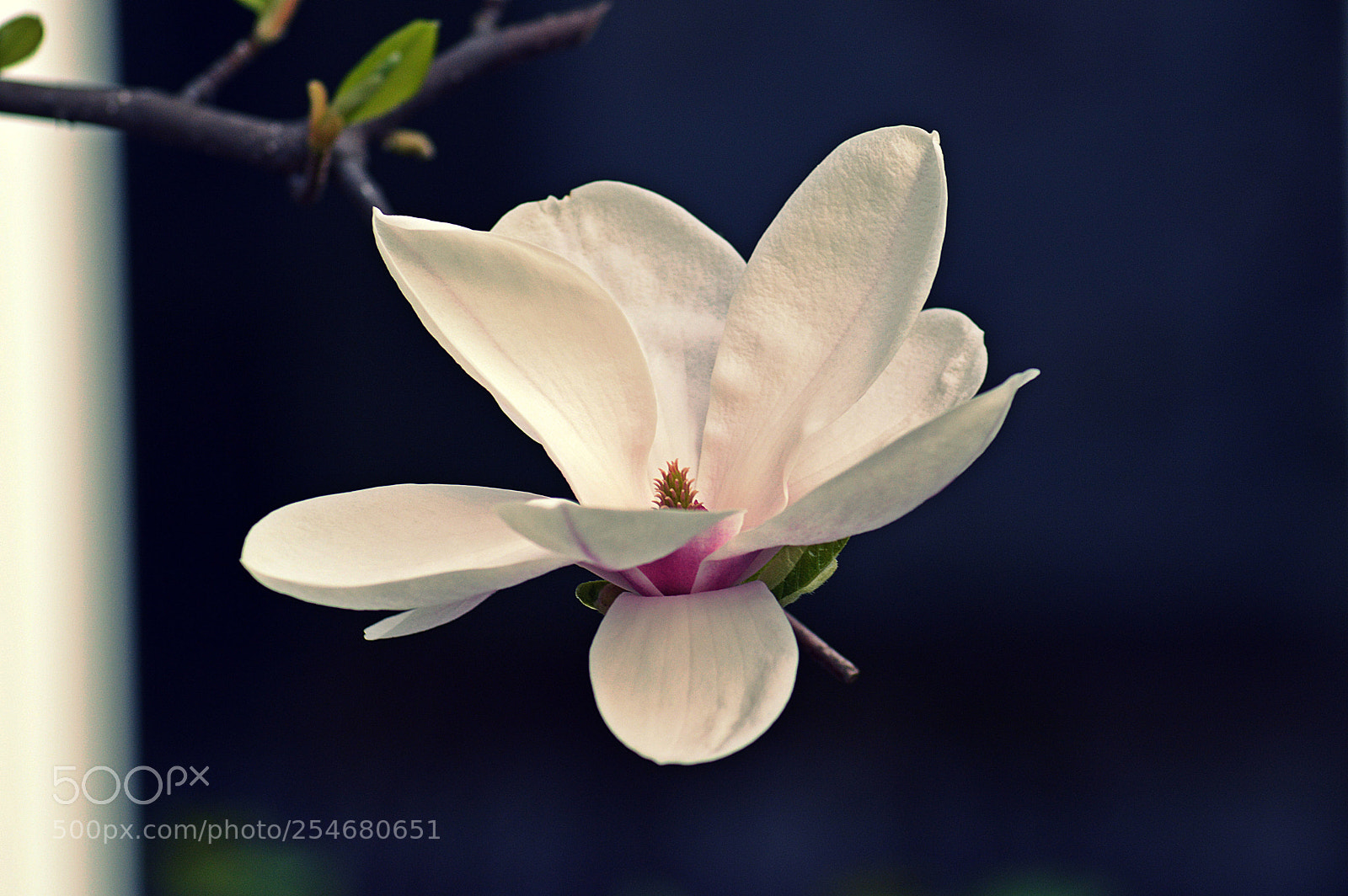 Nikon D3200 sample photo. White blossom photography