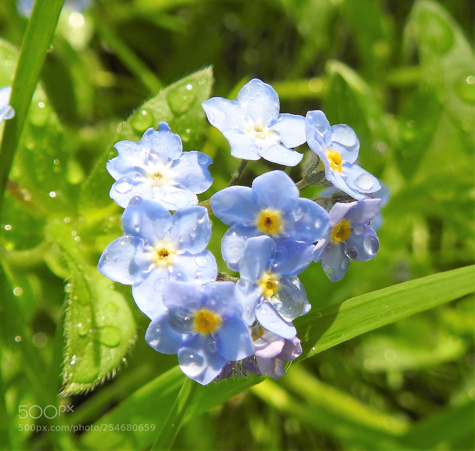 Nikon Coolpix P900 sample photo. Spring rain photography