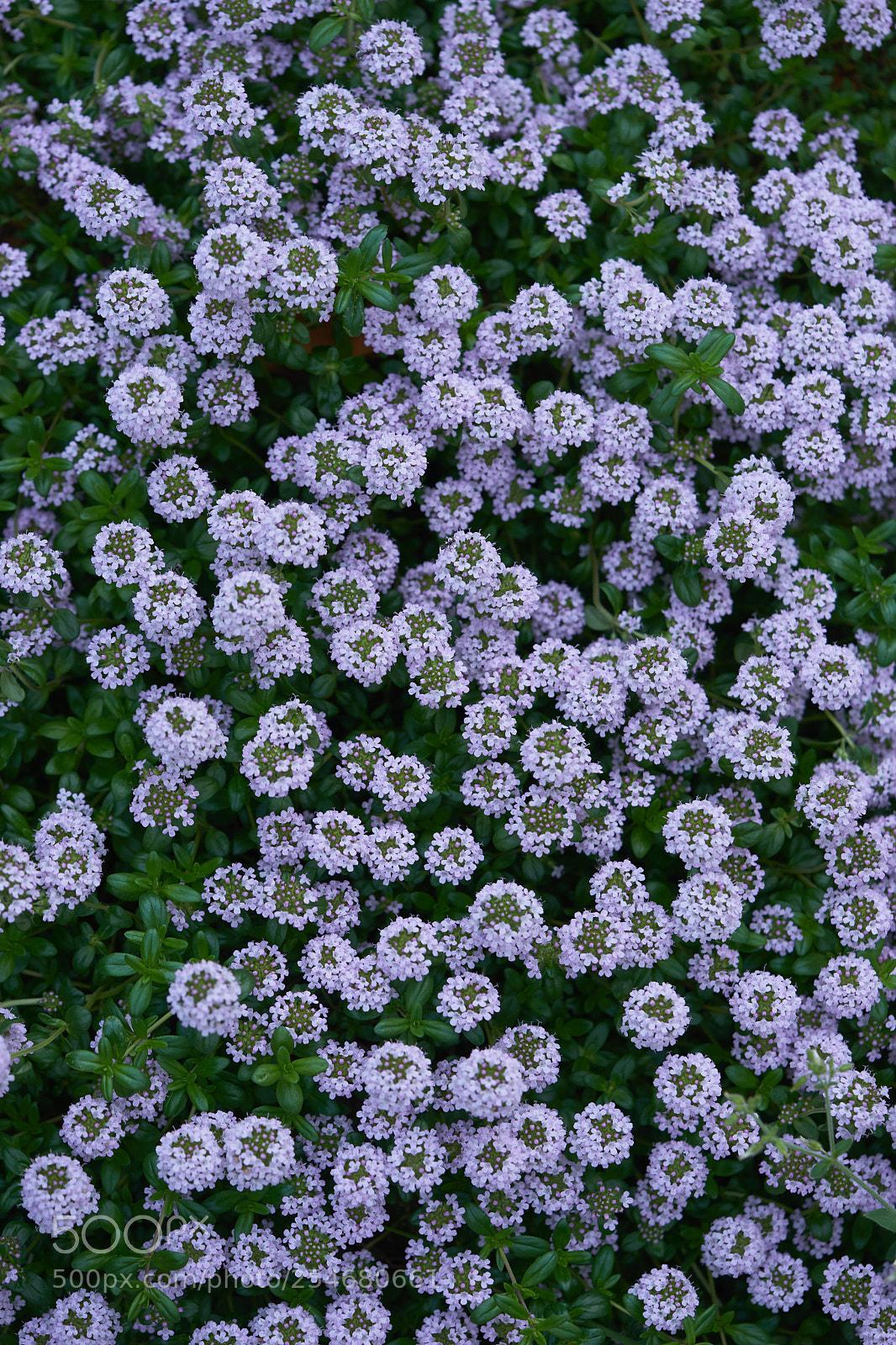 Sony a7 sample photo. Flowers 6456 photography