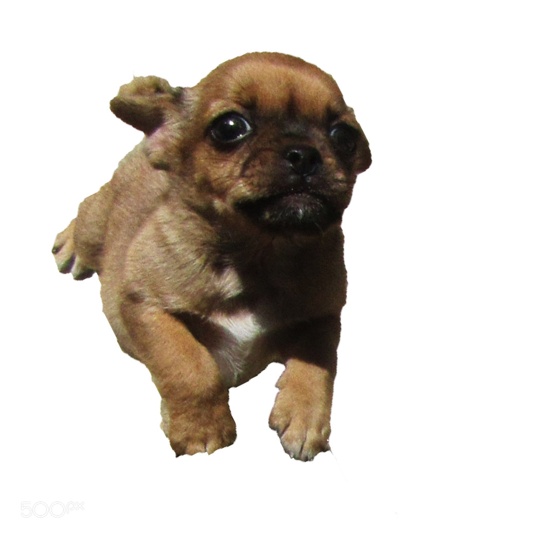Canon PowerShot SX410 IS sample photo. Pug puppy photography