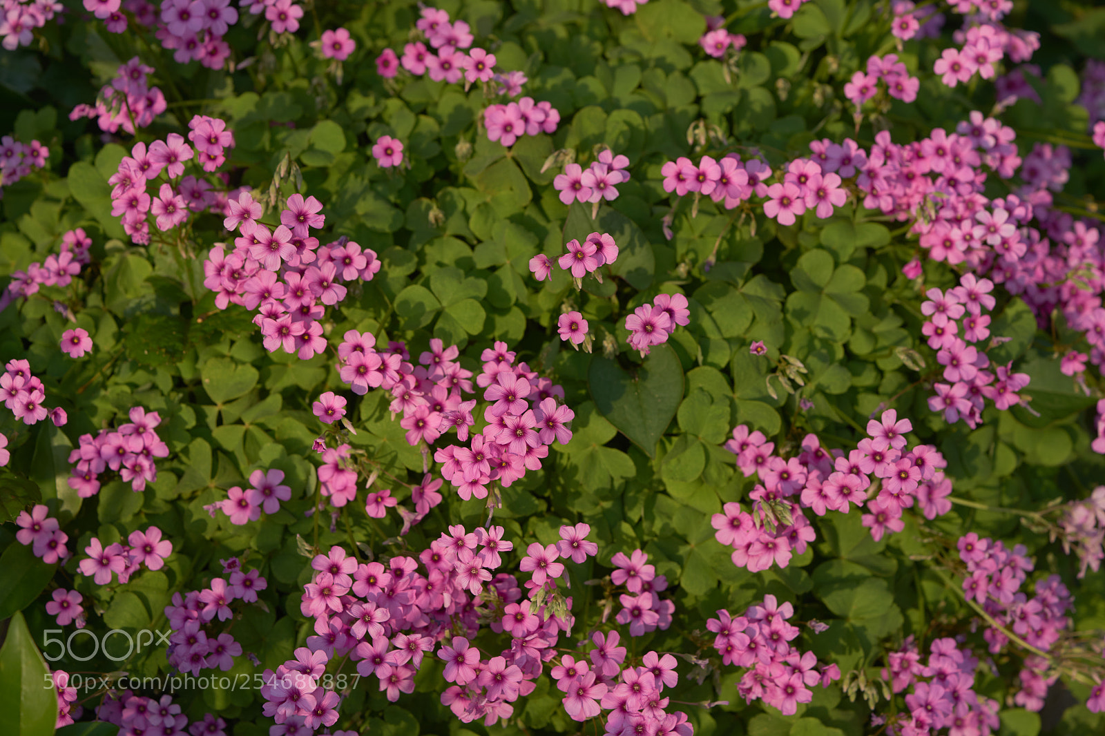 Sony a7 sample photo. Flowers 6457 photography