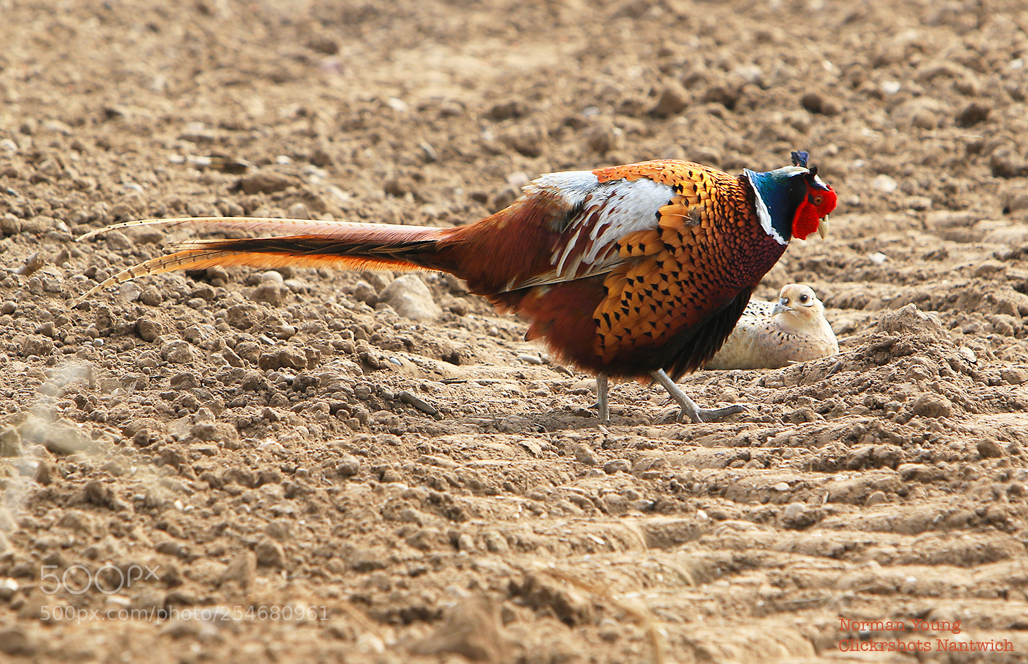 Canon EOS 7D Mark II sample photo. Two pheasants in the photography