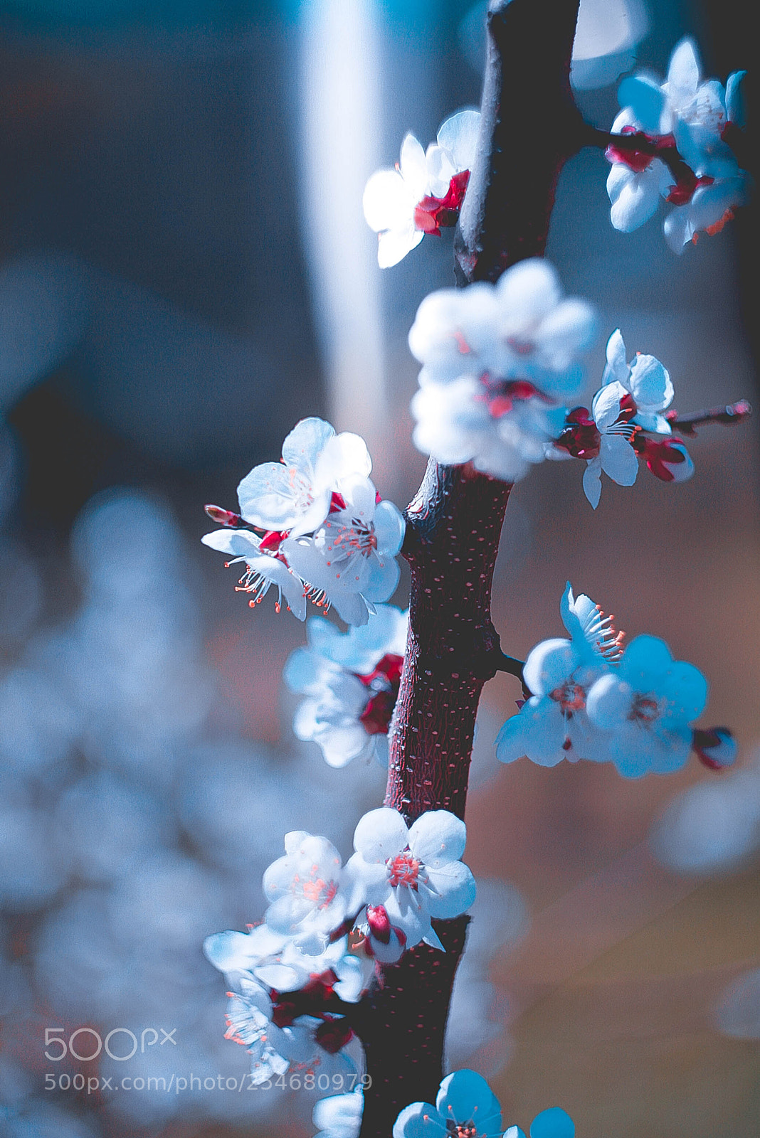 Canon EOS-1D Mark II N sample photo. Img photography