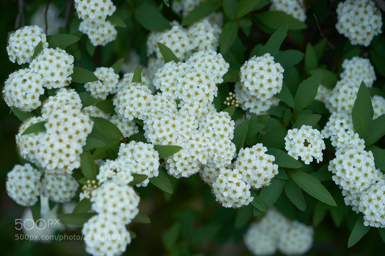 Sony a7 sample photo. Flowers 6458 photography