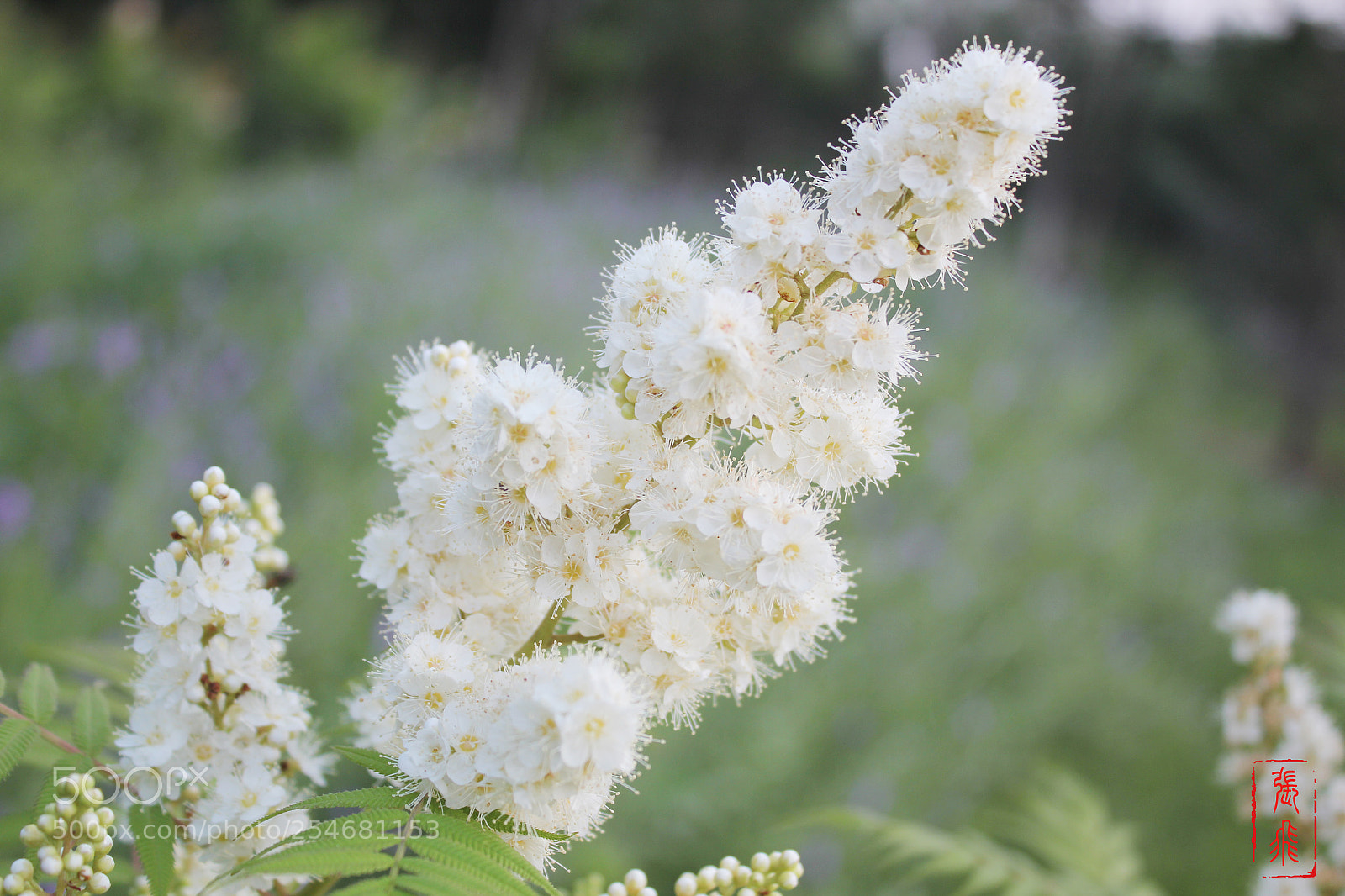 Canon EOS 550D (EOS Rebel T2i / EOS Kiss X4) sample photo. 珍珠海 photography