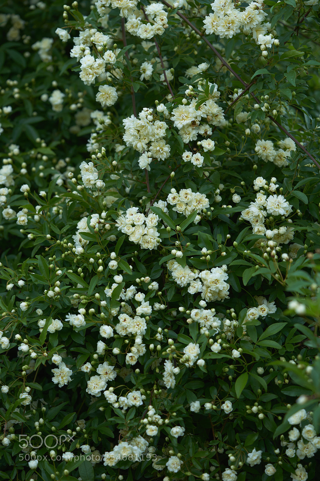 Sony a7 sample photo. Flowers 6459 photography