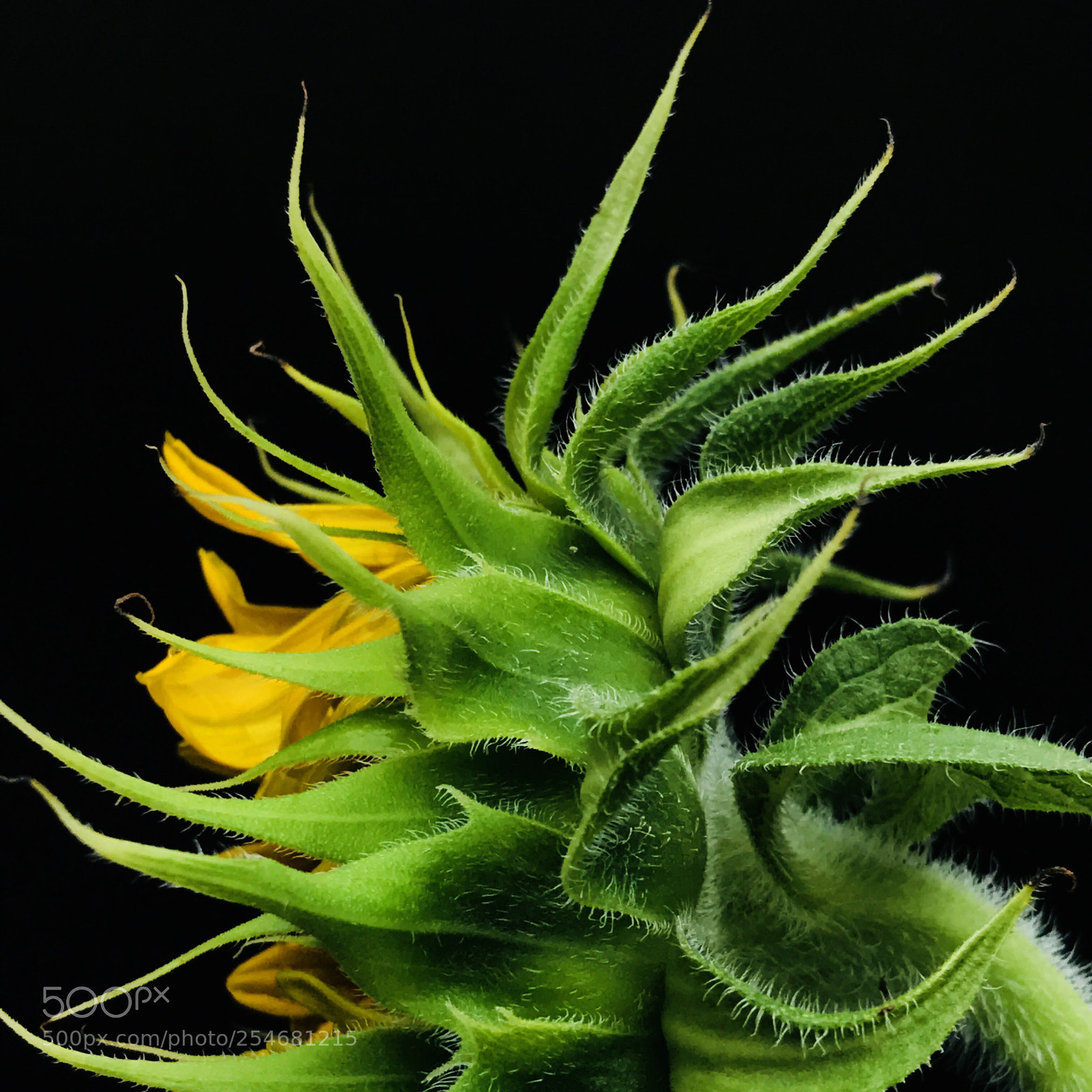 Apple iPhone 7 Plus sample photo. Sunflower bud photography