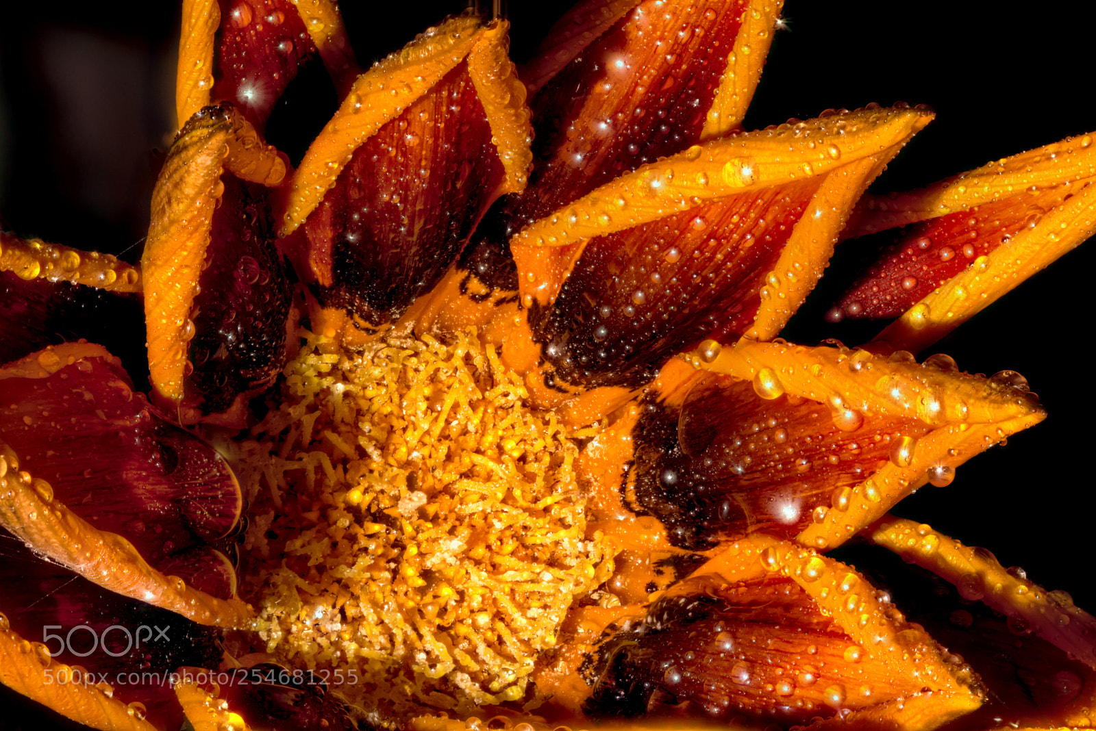 Nikon D5500 sample photo. Flor - fuego y photography