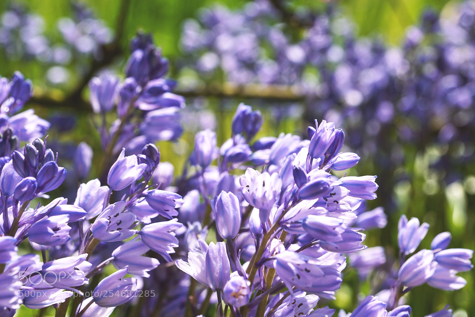 Sony a6000 sample photo. Praying  photography