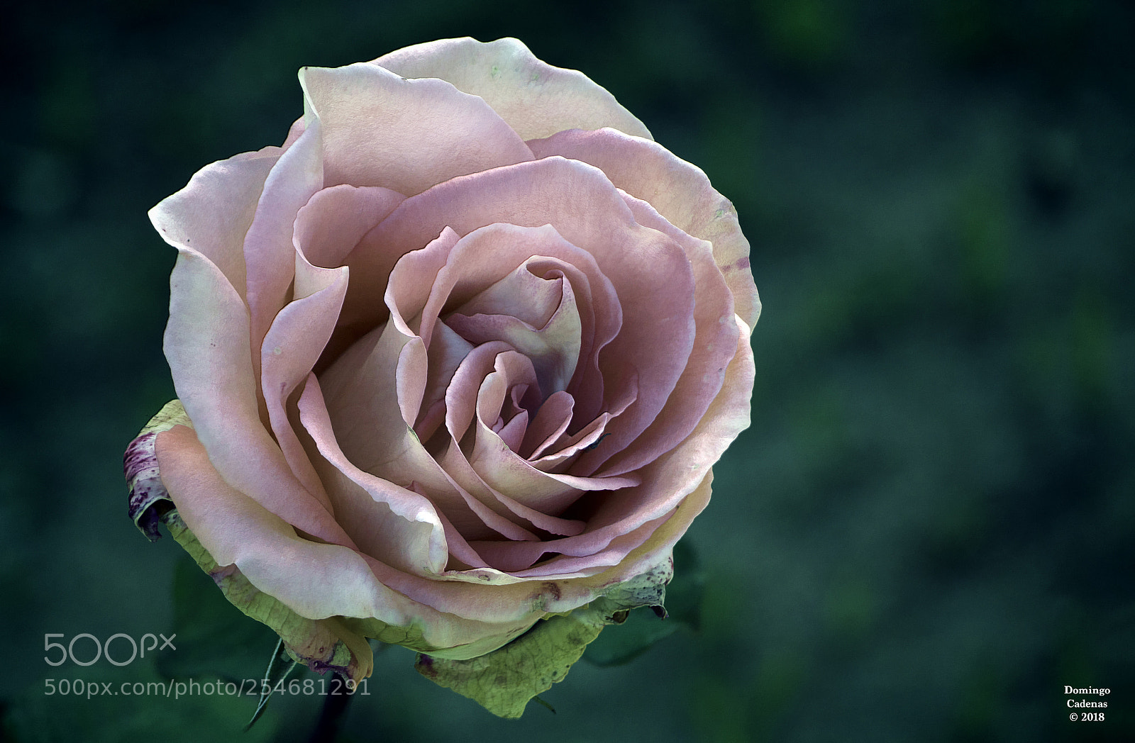 Olympus OM-D E-M10 II sample photo. Rosa photography
