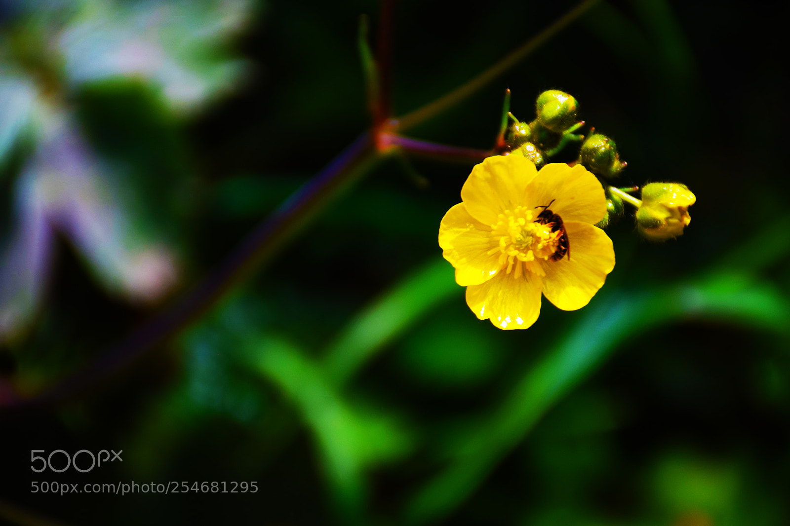 Nikon D5300 sample photo. Will be honey! photography