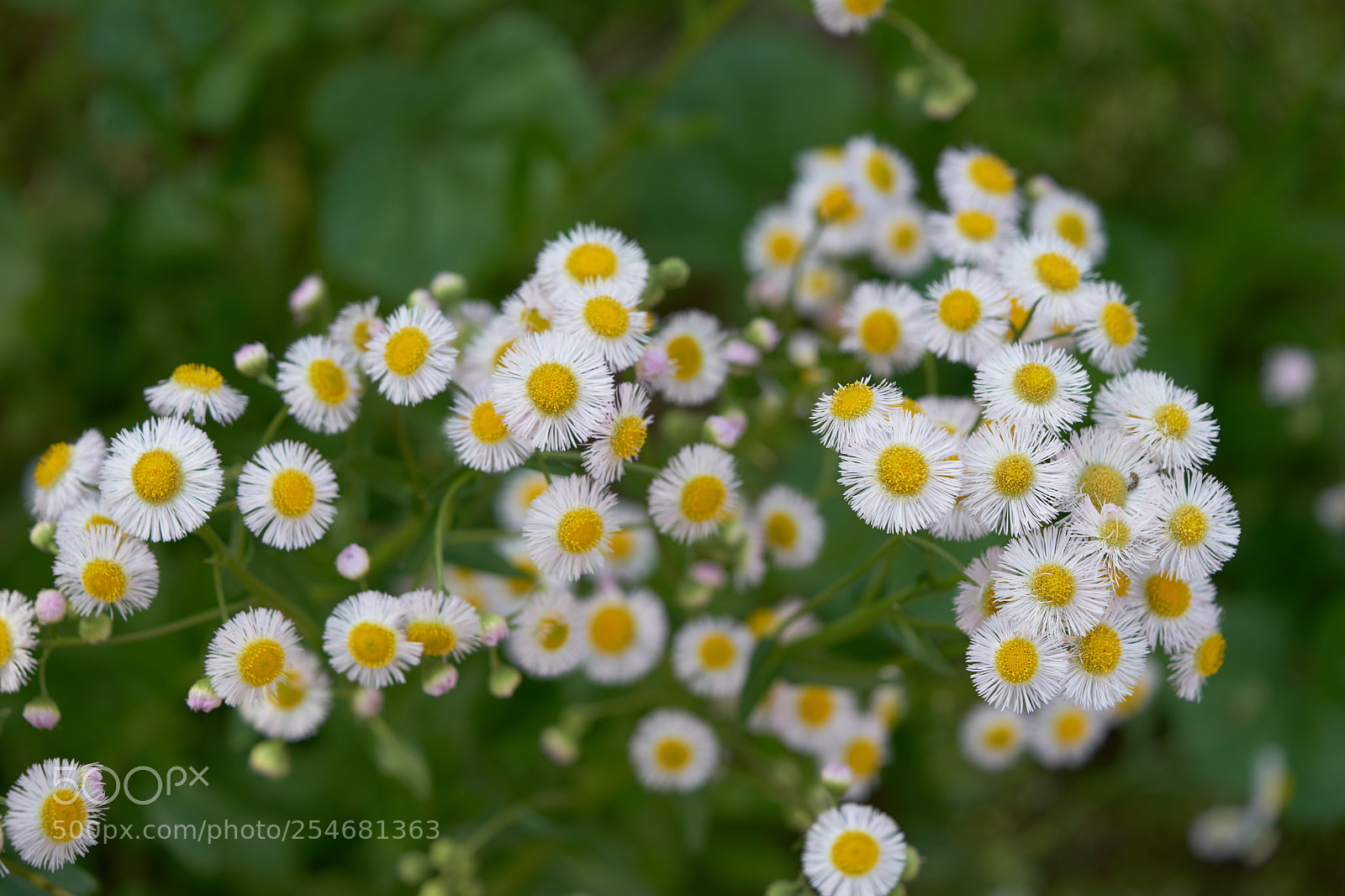 Sony a7 sample photo. Flowers 6460 photography