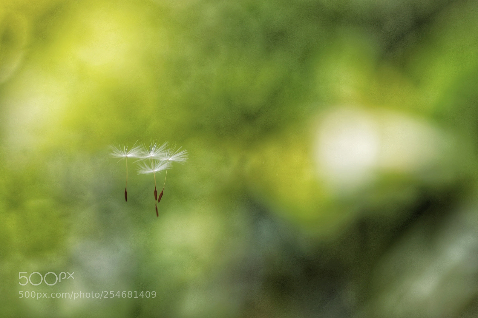 Canon EOS 6D Mark II sample photo. ふわりふわり… photography