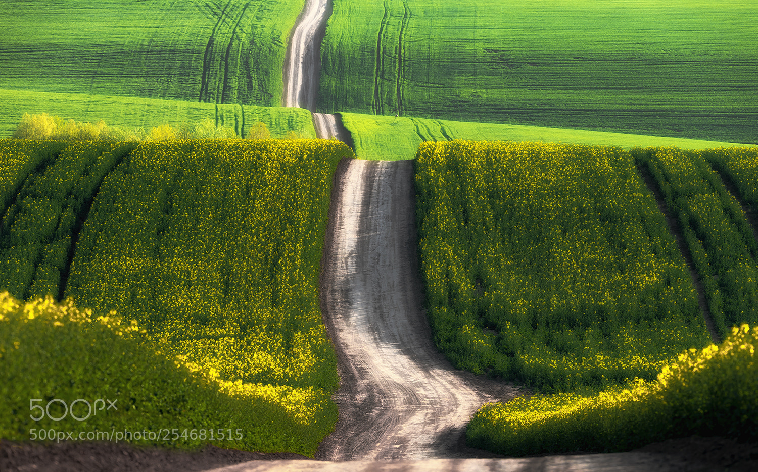 Nikon D700 sample photo. Spring road photography