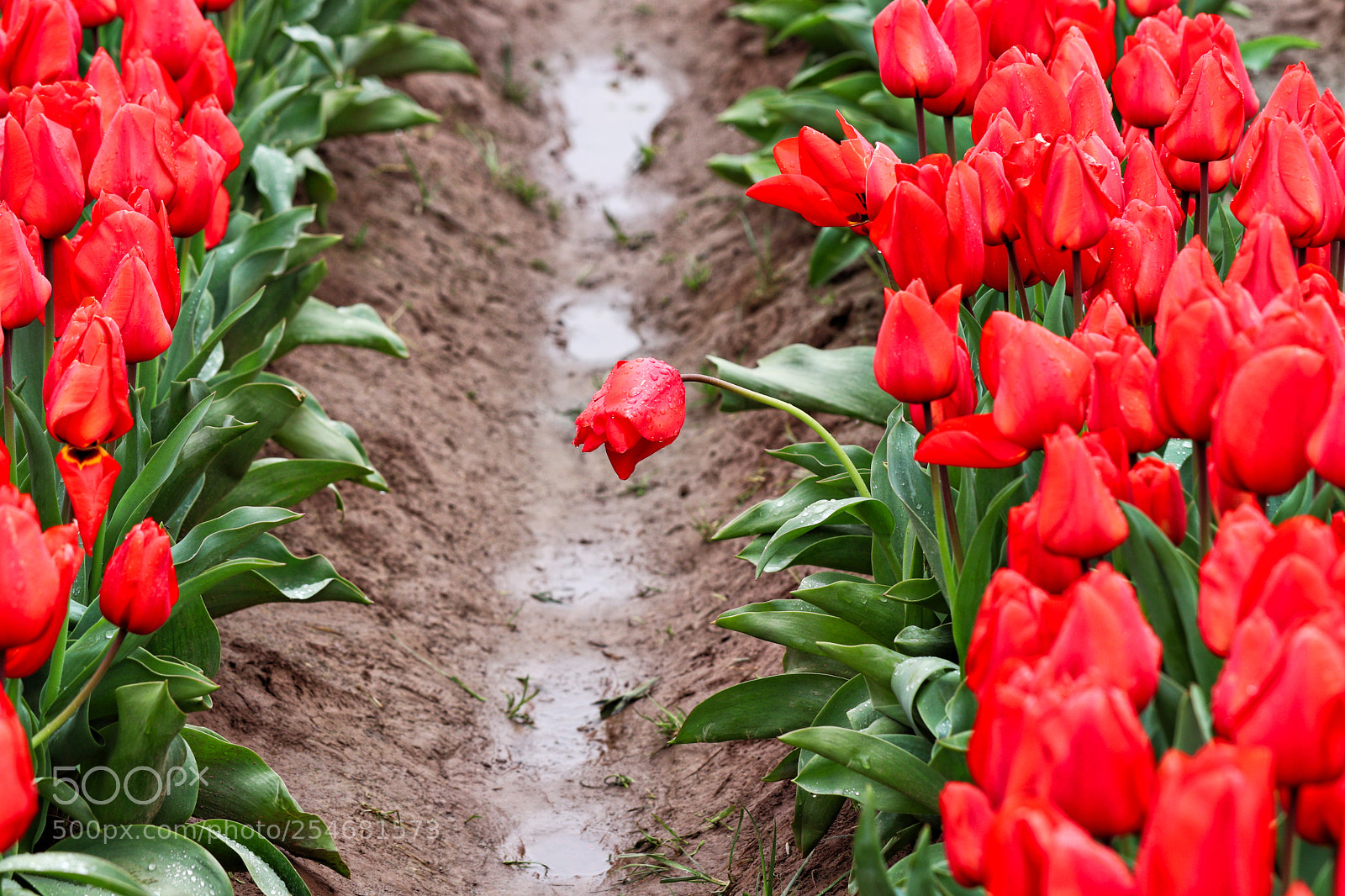 Canon EOS 77D (EOS 9000D / EOS 770D) sample photo. Tulips after the rain photography